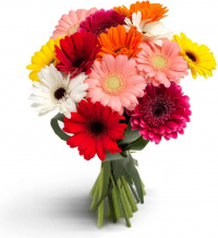 Герберы микс №3 Герберы микс №3